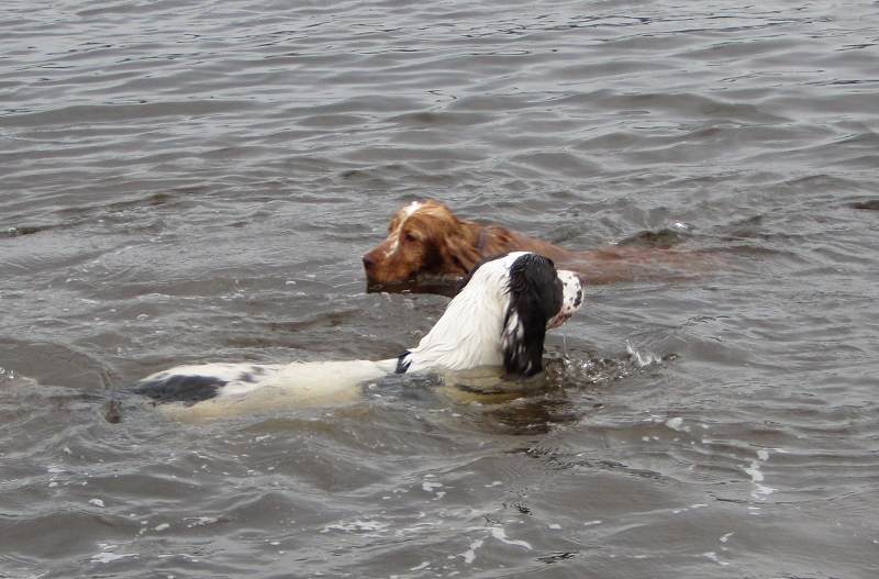 dogs swimming past each other