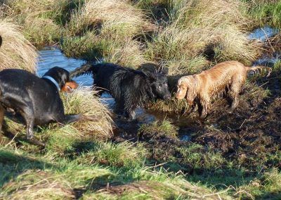 Dogs playing in mud