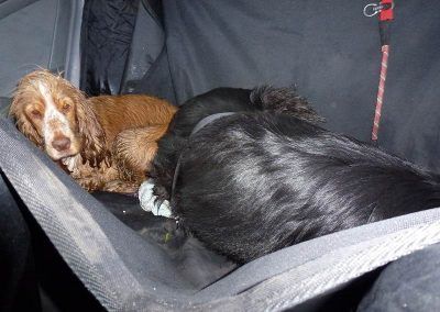 dog in car hammock