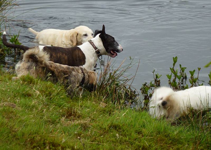 Dogs at lake