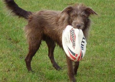 Dog with Rugby ball