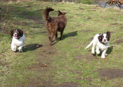 spaniel puppies running