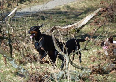 doberman running with dogs