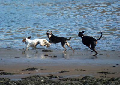 dogs running along coastline