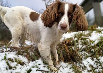 spaniel standing in snow