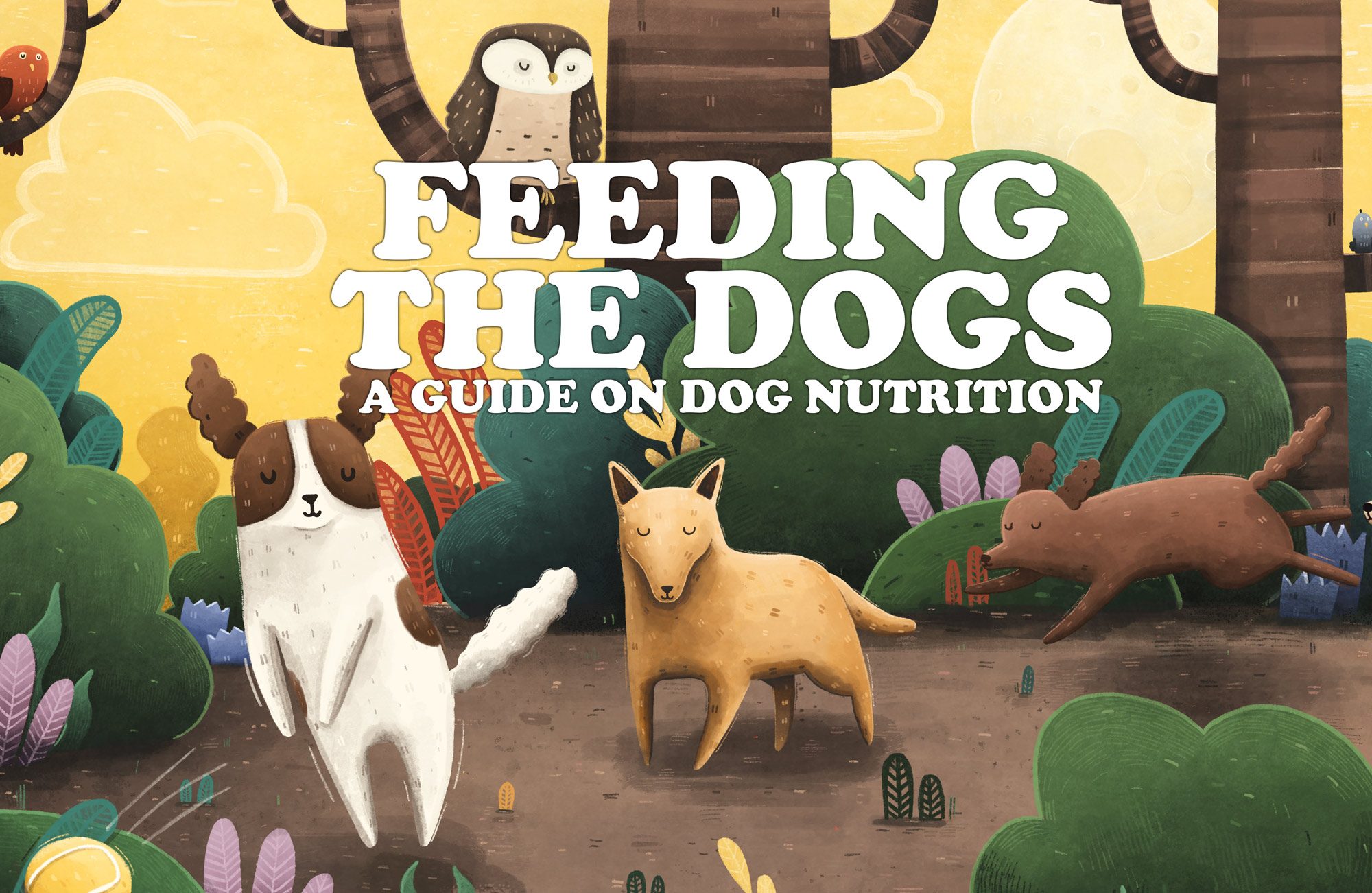 how to feed the dogs
